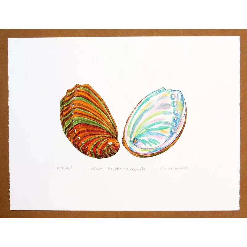 Abalone, Ormer, Pawa Shells Print Richard Bramble