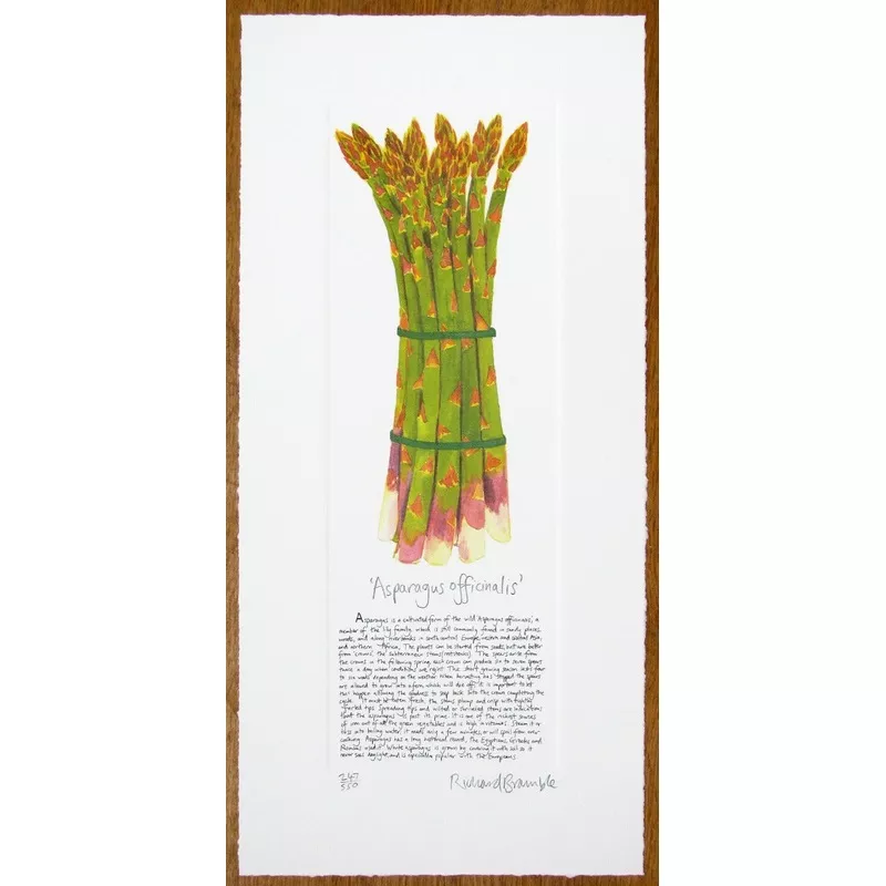 asparagus-print Asparagus Print