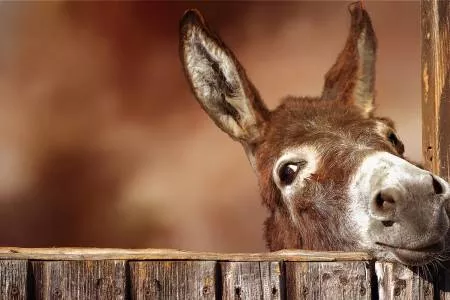 donkey-at-gate-panelfocus-on-fabric-aff-005 Donkey at the Gate PanelFocus on Fabric AFF-005