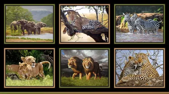 On Safari Panel