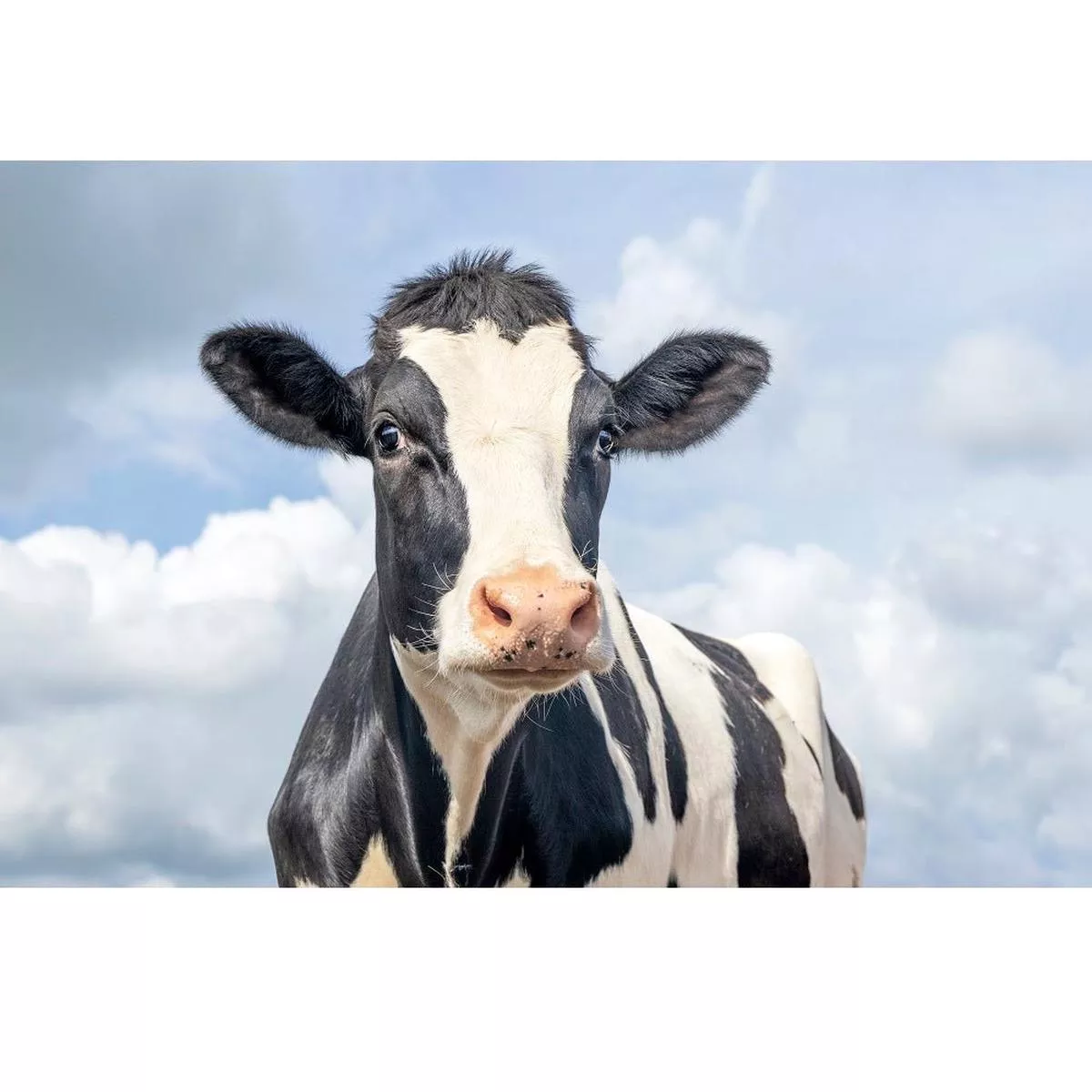 realistic-holstein-cow-fabric-panel Realistic Holstein Cow Fabric Panel