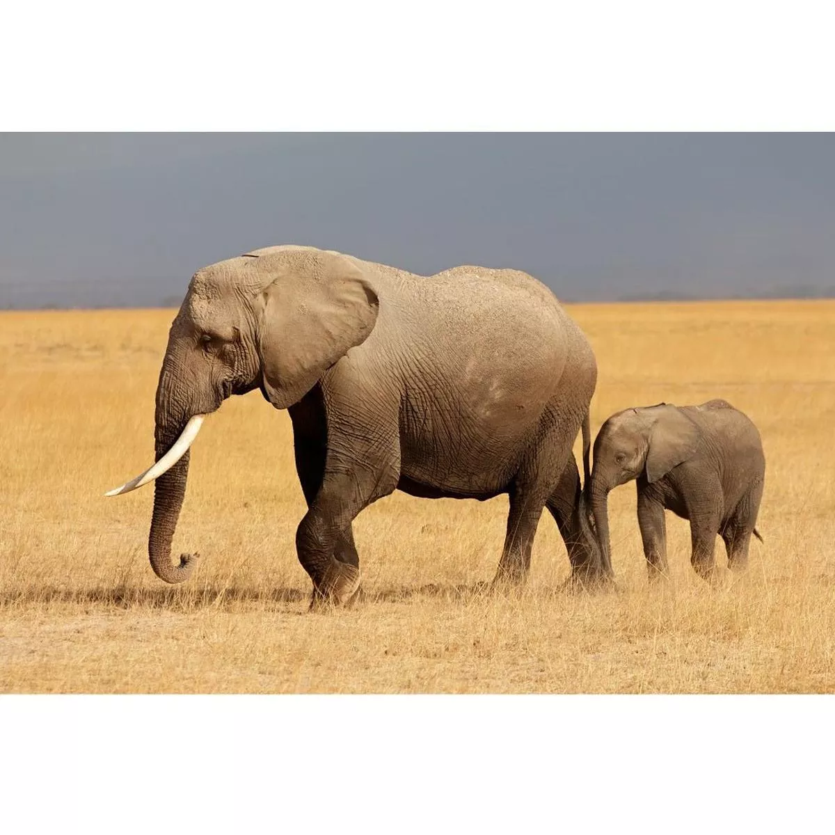 Realistic Mom & Baby Elephant Fabric Panel
