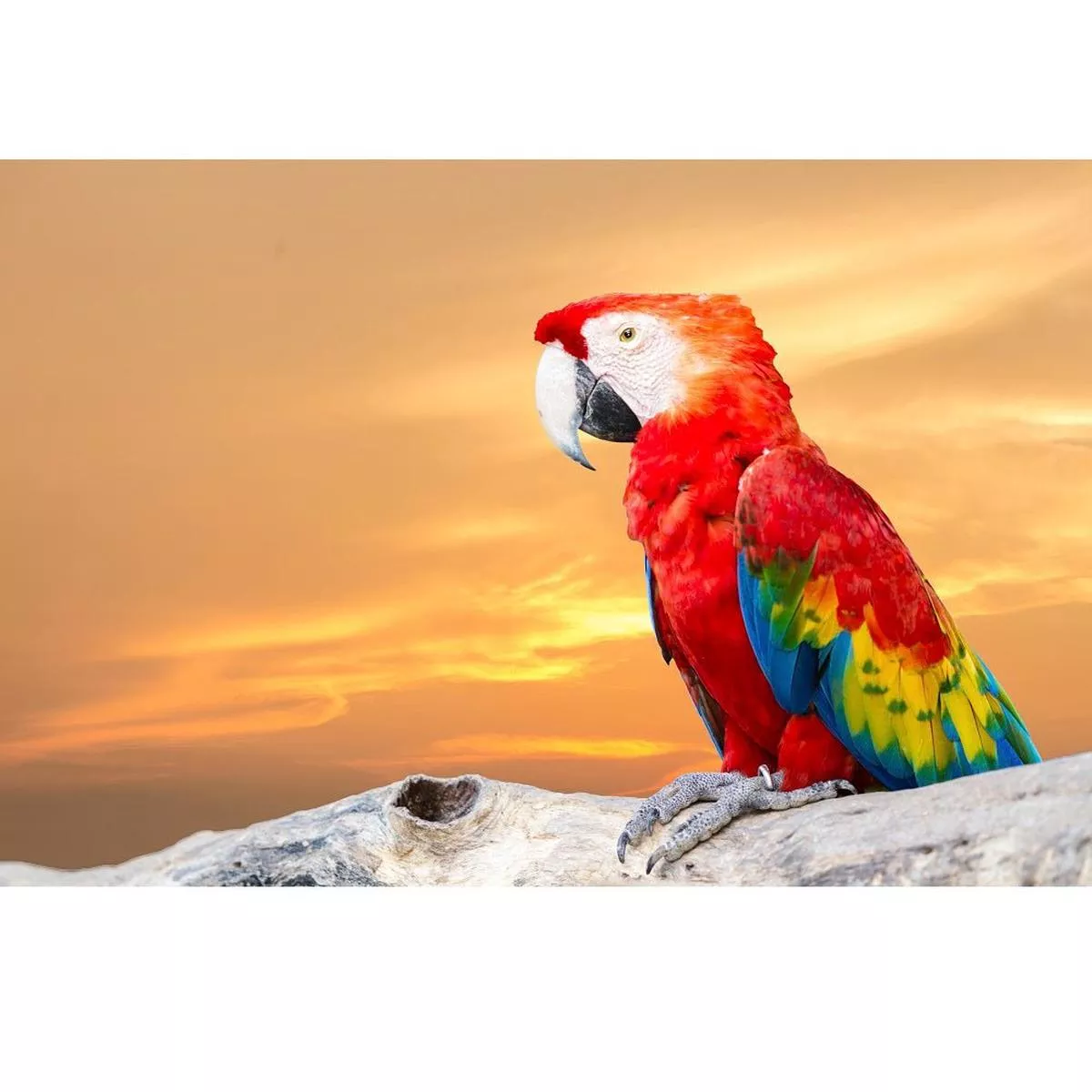 realistic-scarlet-macaw-fabric-panel Realistic Scarlet Macaw Fabric Panel