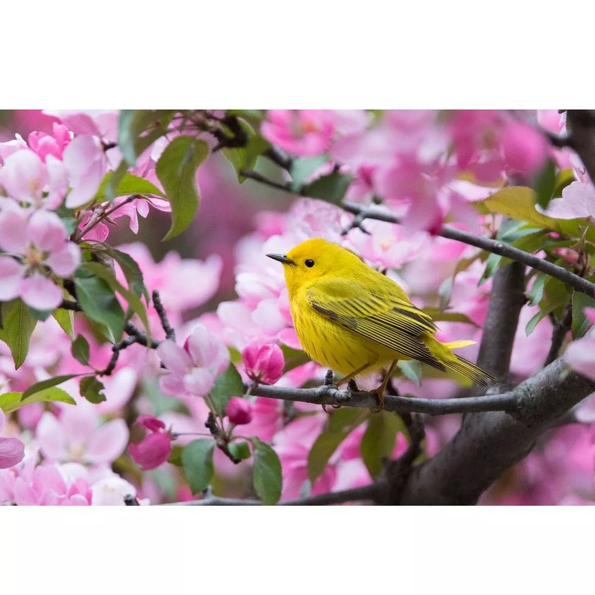 Realistic Yellow Warbler Fabric Panel