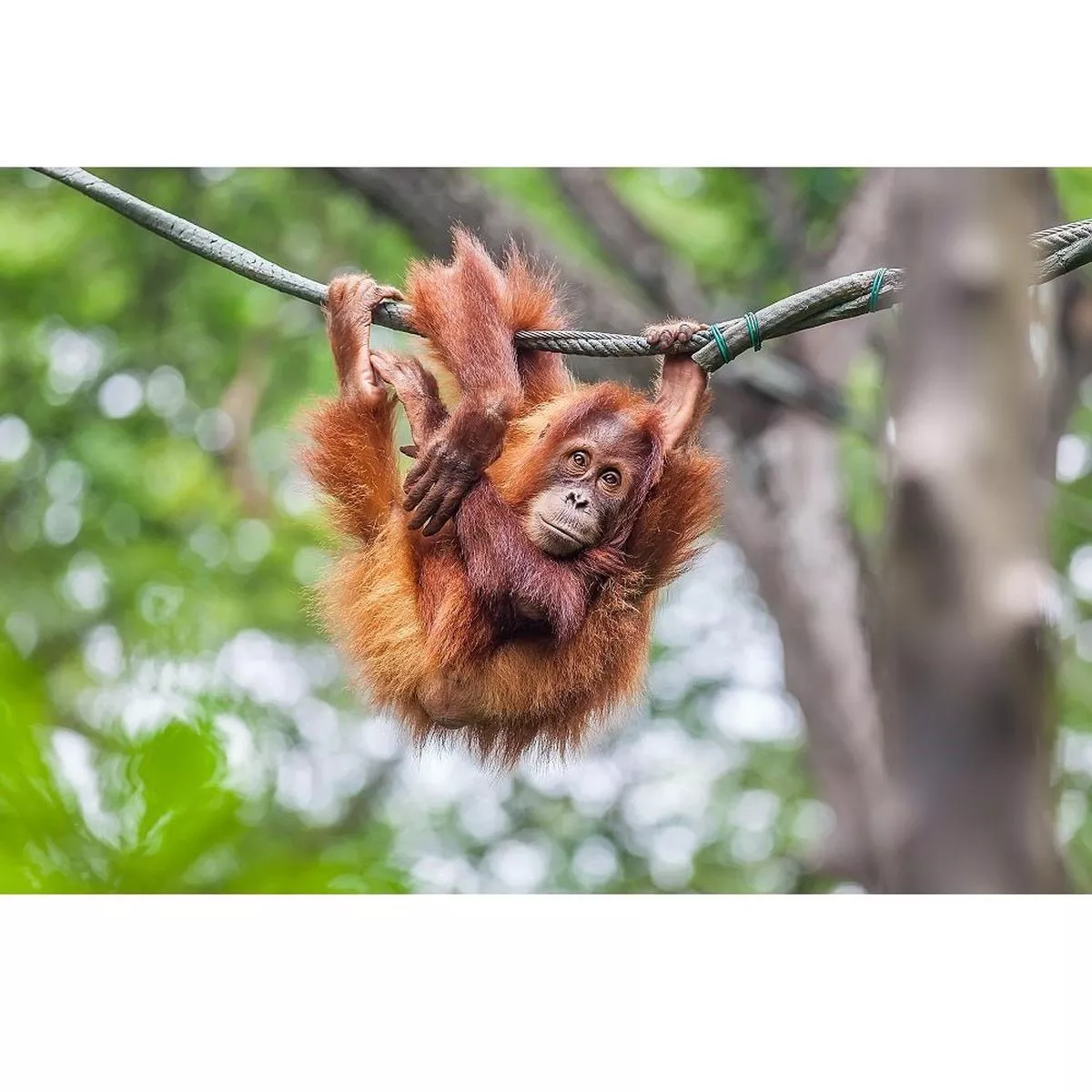 realistic-young-orangutan-fabric-panel Realistic Young Orangutan Fabric Panel