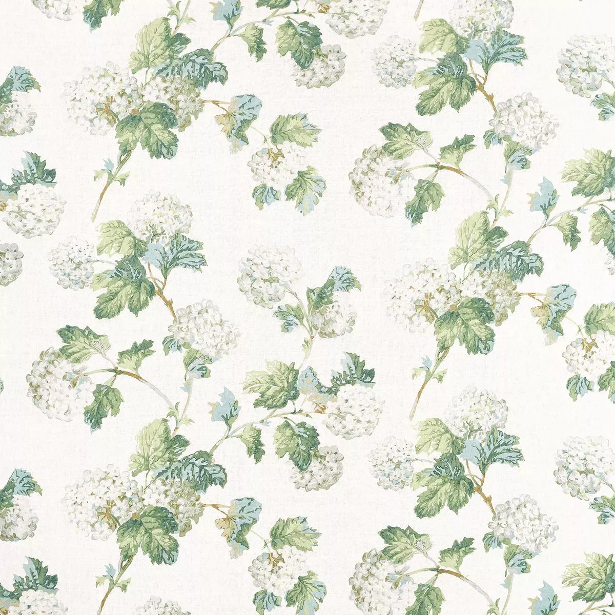 sussex-hydrangea-white-green Sussex Hydrangea – White and Green