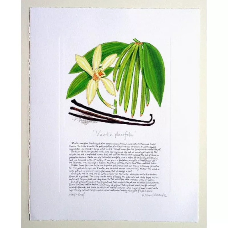 Vanilla Print