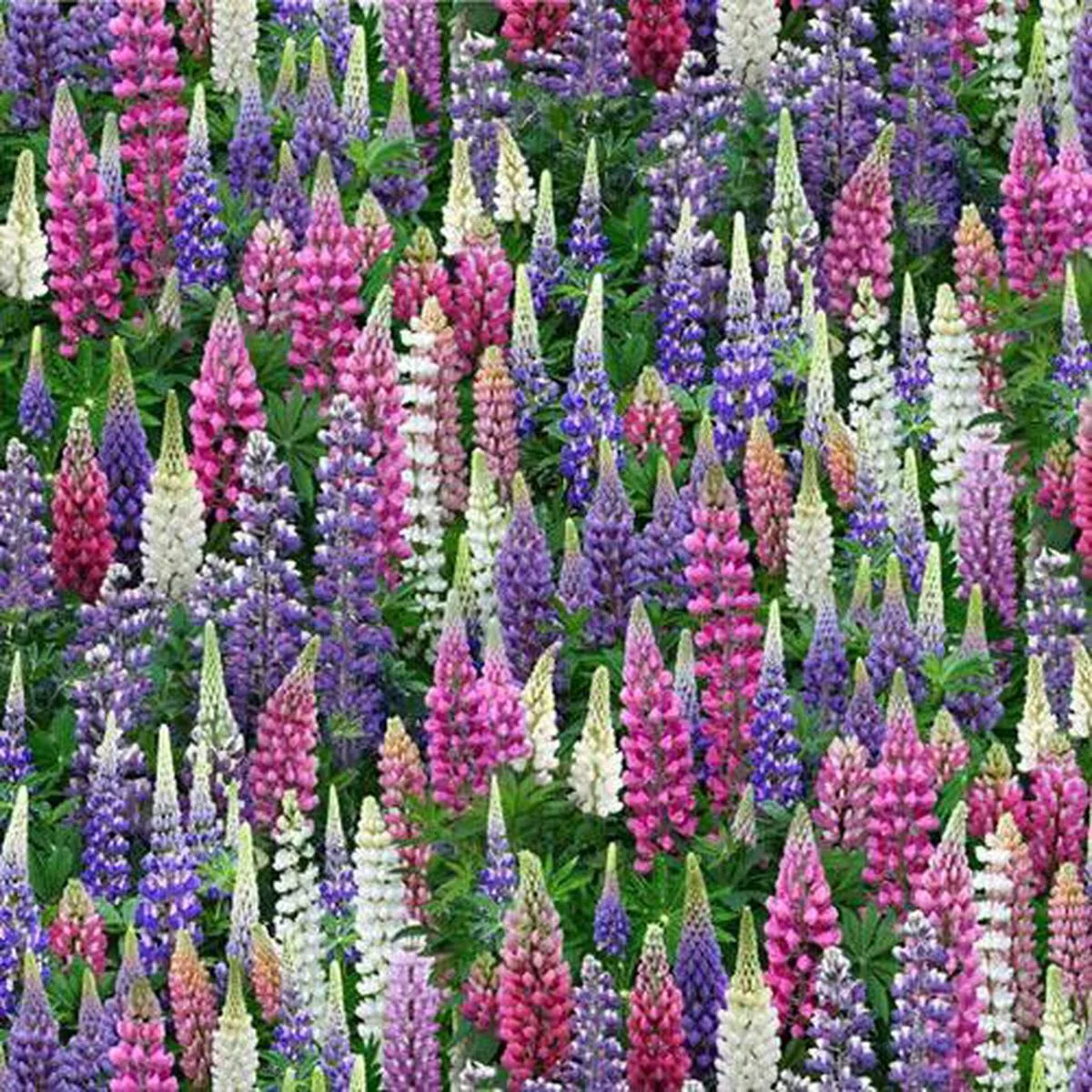 wildflowers-multicolored-lupines Wildflowers, Multicolored Lupines