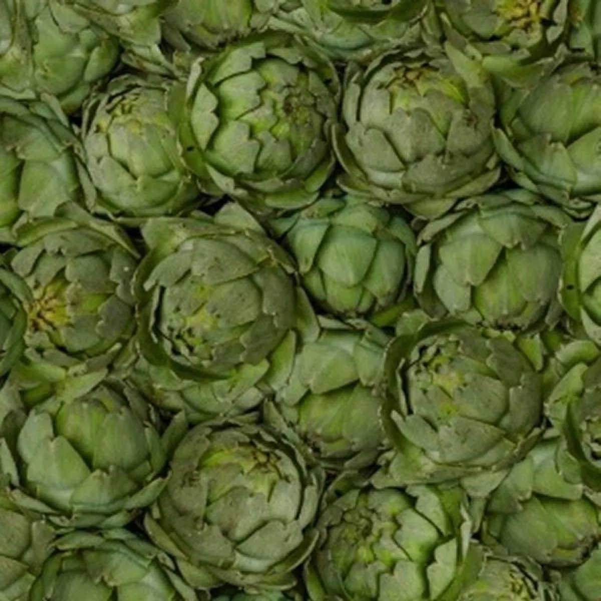 Windham – 51897D Artichokes